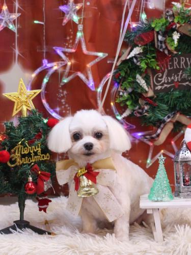 20231228サクラちゃん